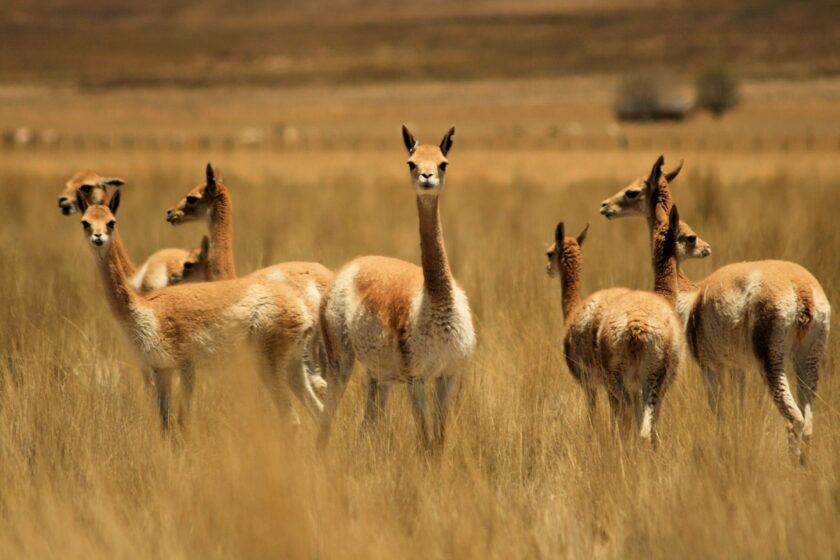 Herd of vicuña, source of the fine tan fleece used in luxury cloth, standing in high-altitude grassland, a lifestyle scene