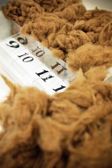 Raw vicuña fleece in natural tan brown, displayed beside numbered micron-grade boxes, a close-up detail